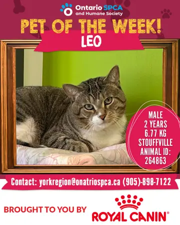 Pet of the Week - Leo